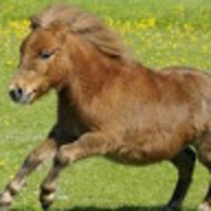 Meet your Posher, Ella